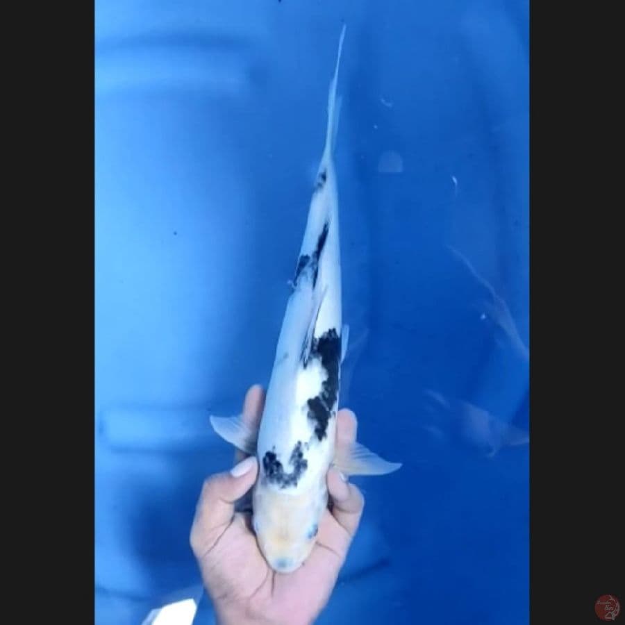 ( 34CM ) SHIRO - MALE