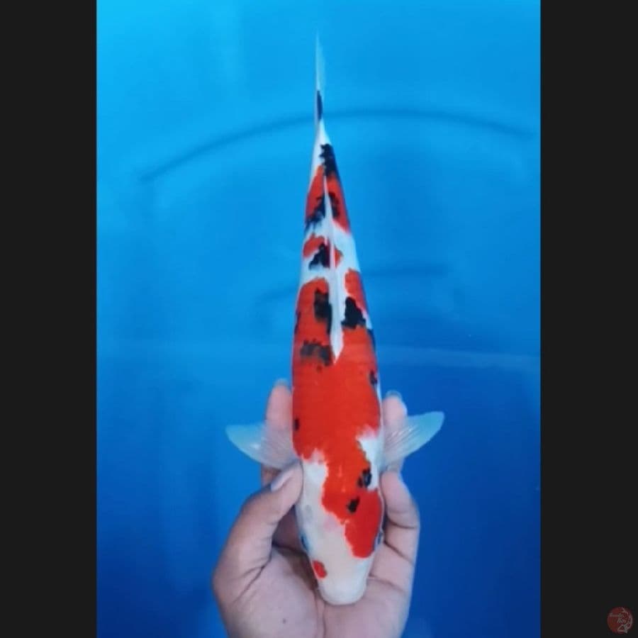 ( 34CM ) SANKE - FEMALE 