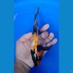 kumpay showa 30cm