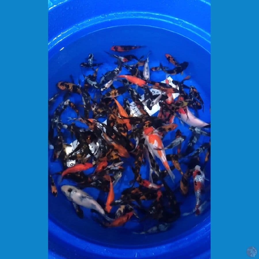 Short Body Bibit 6-13cm 150 ekor