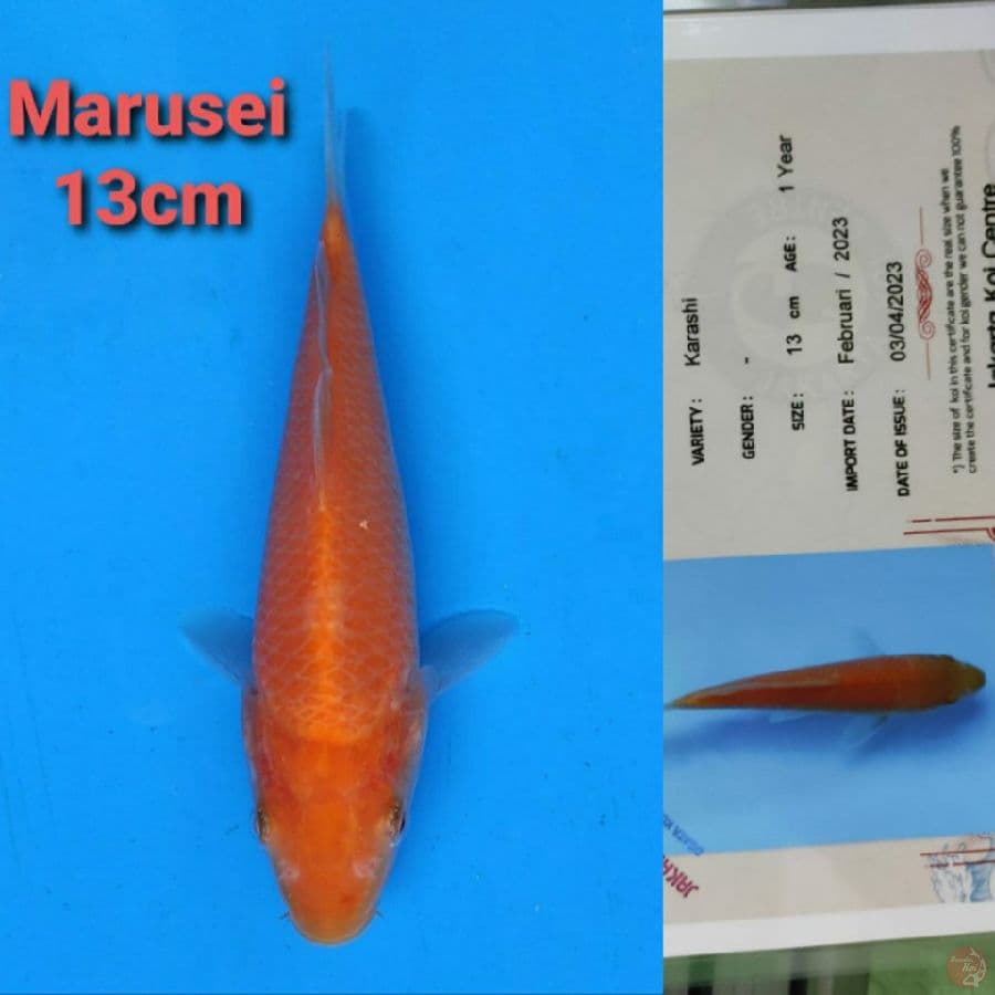 MARUSEI KARASHI 13CM SERTI