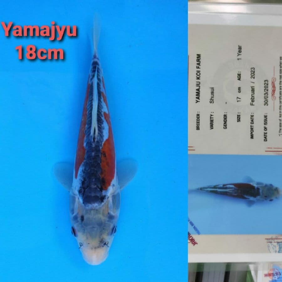 YAMAJYU SHUSUI 18CM SERTI