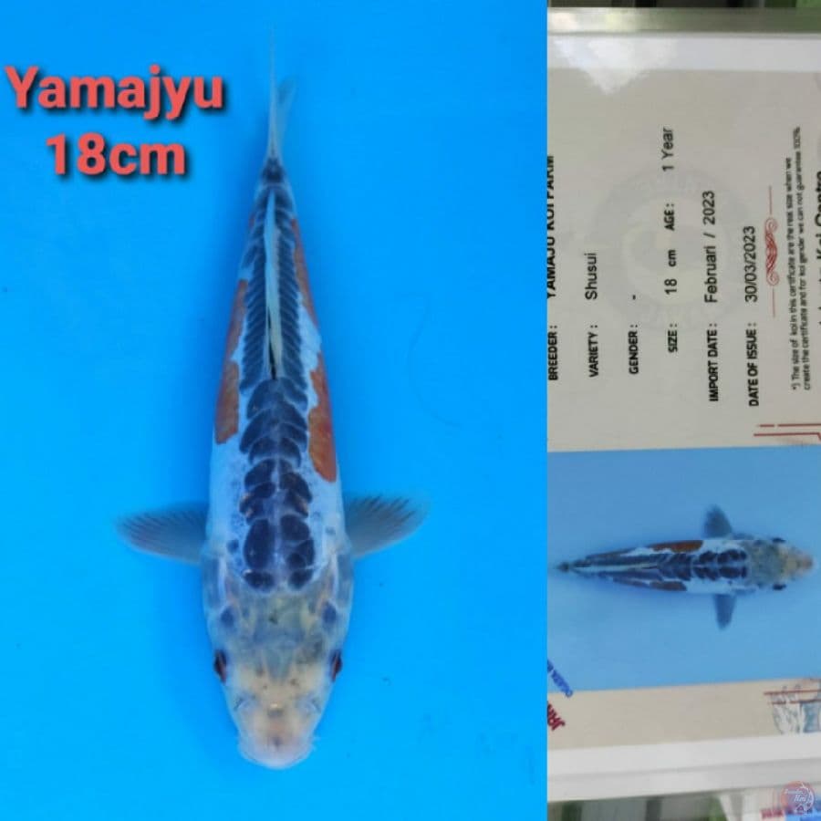 YAMAJYU SHUSUI 18CM SERTI
