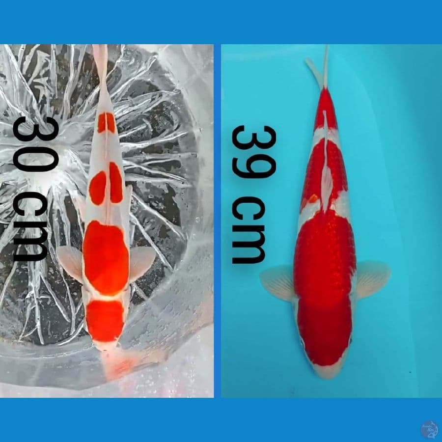 2 EKOR DOIT SU VS KOHAKU GINDRIN 