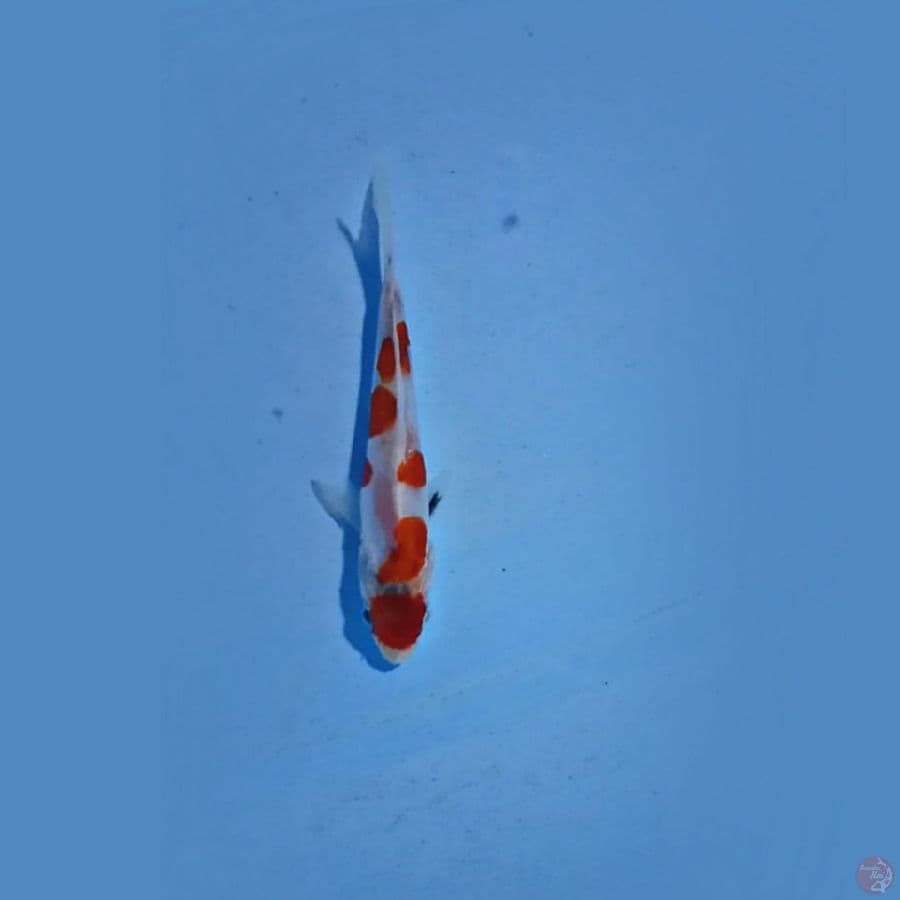 12cm sangke