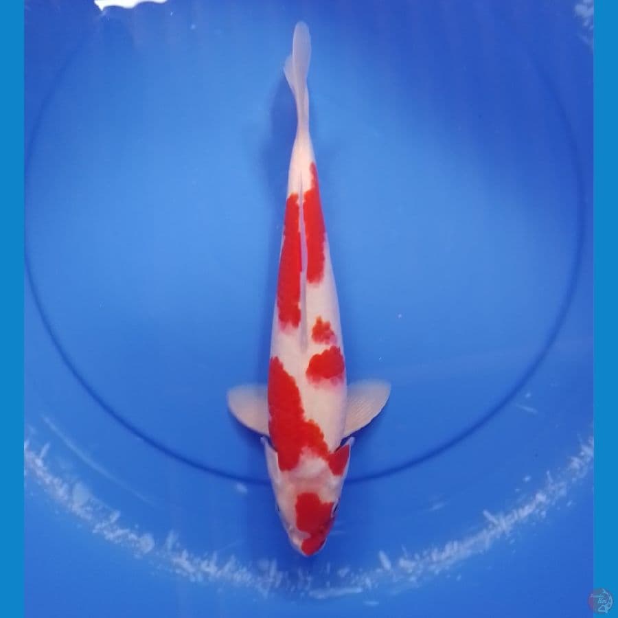 kohaku 33cm/male