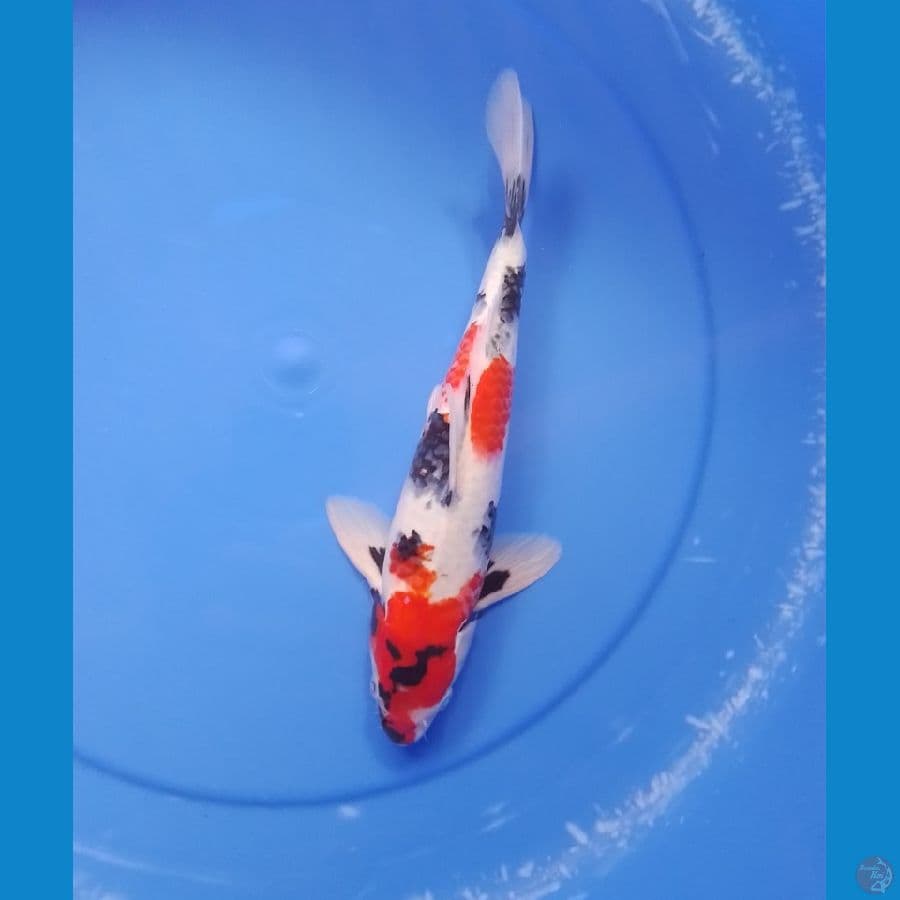 showa 30cm/male
