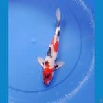 showa 30cm/male