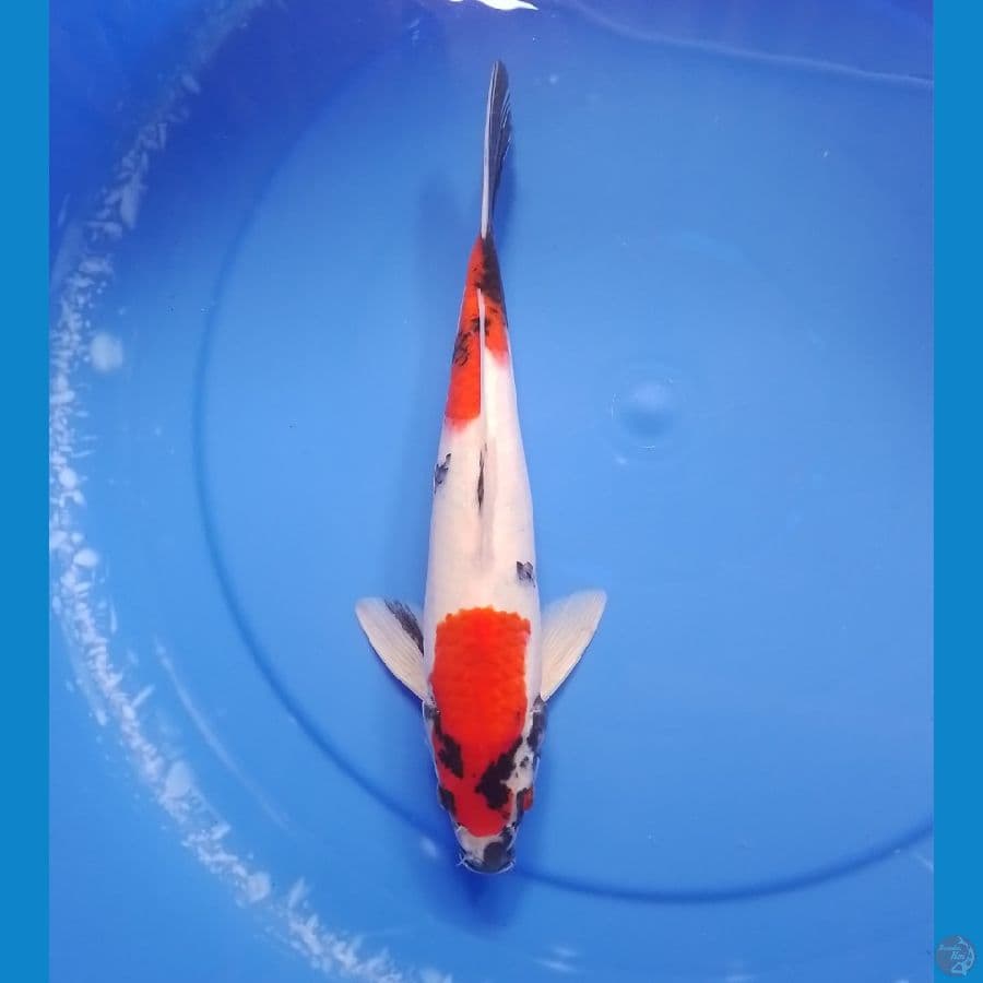showa 32cm/male