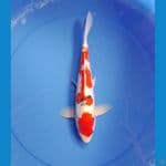 sanke doit 31cm/male