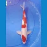 aigoromo 35cm/male