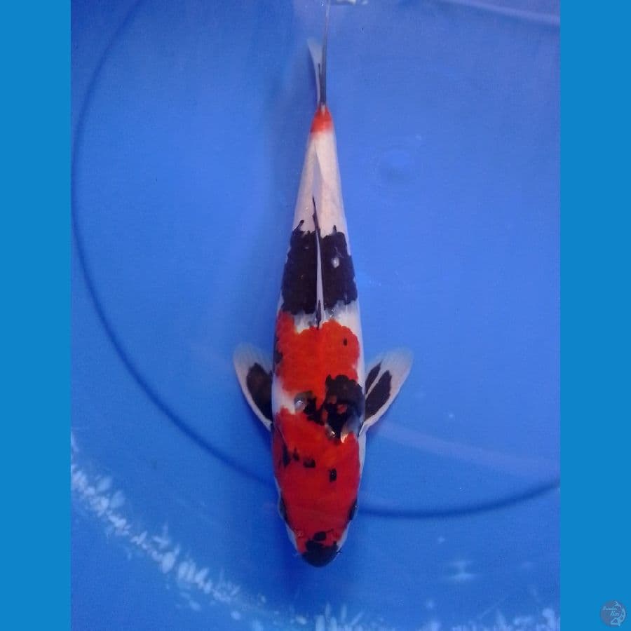 showa 31cm/male