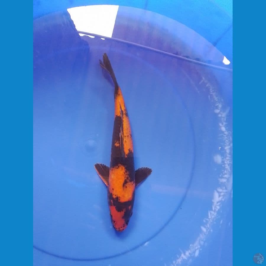 hiutsuri 32cm/male