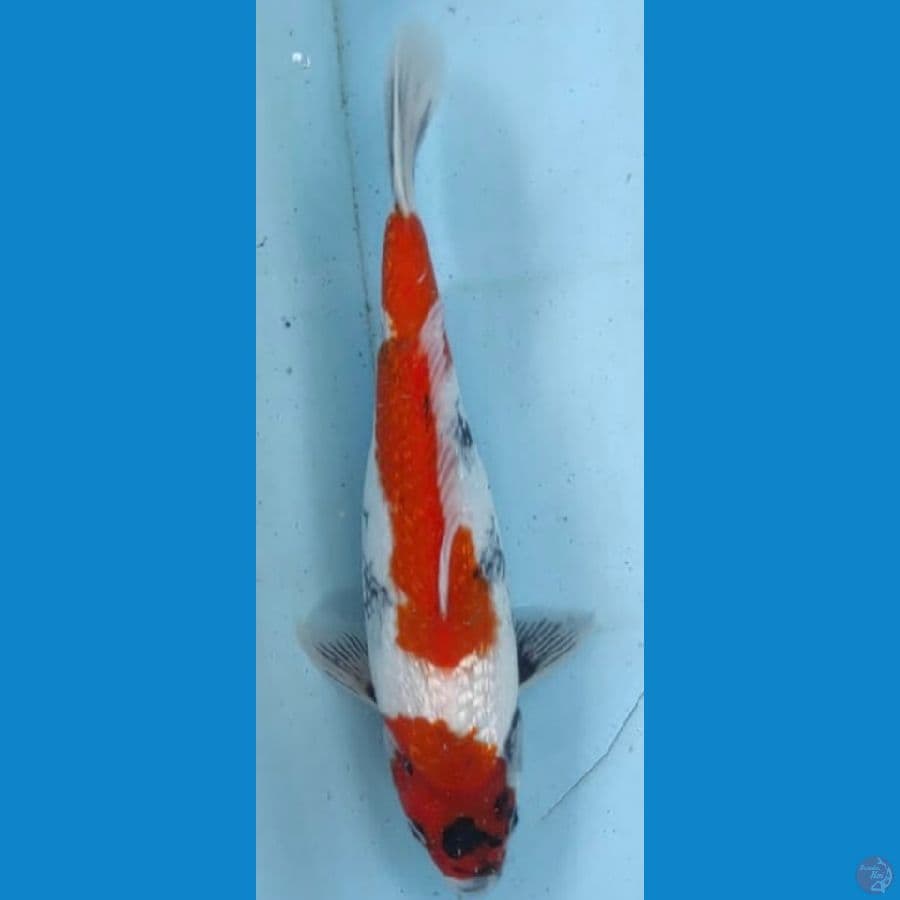 showa ginrin 26cm