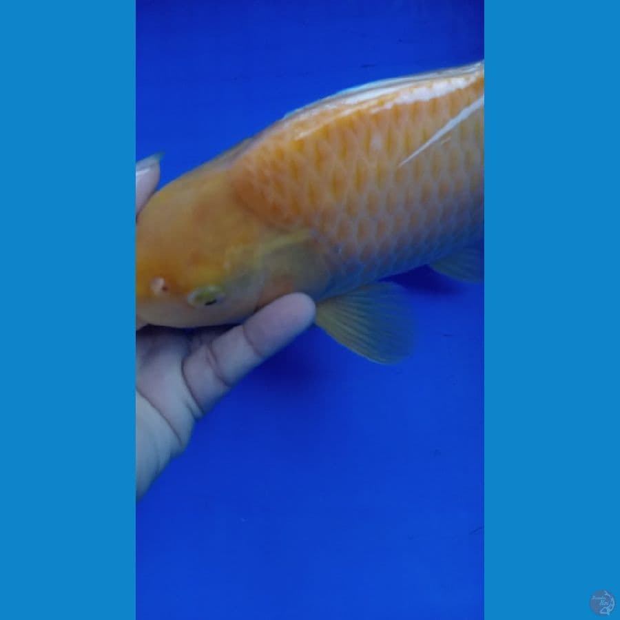 karasi menggo
