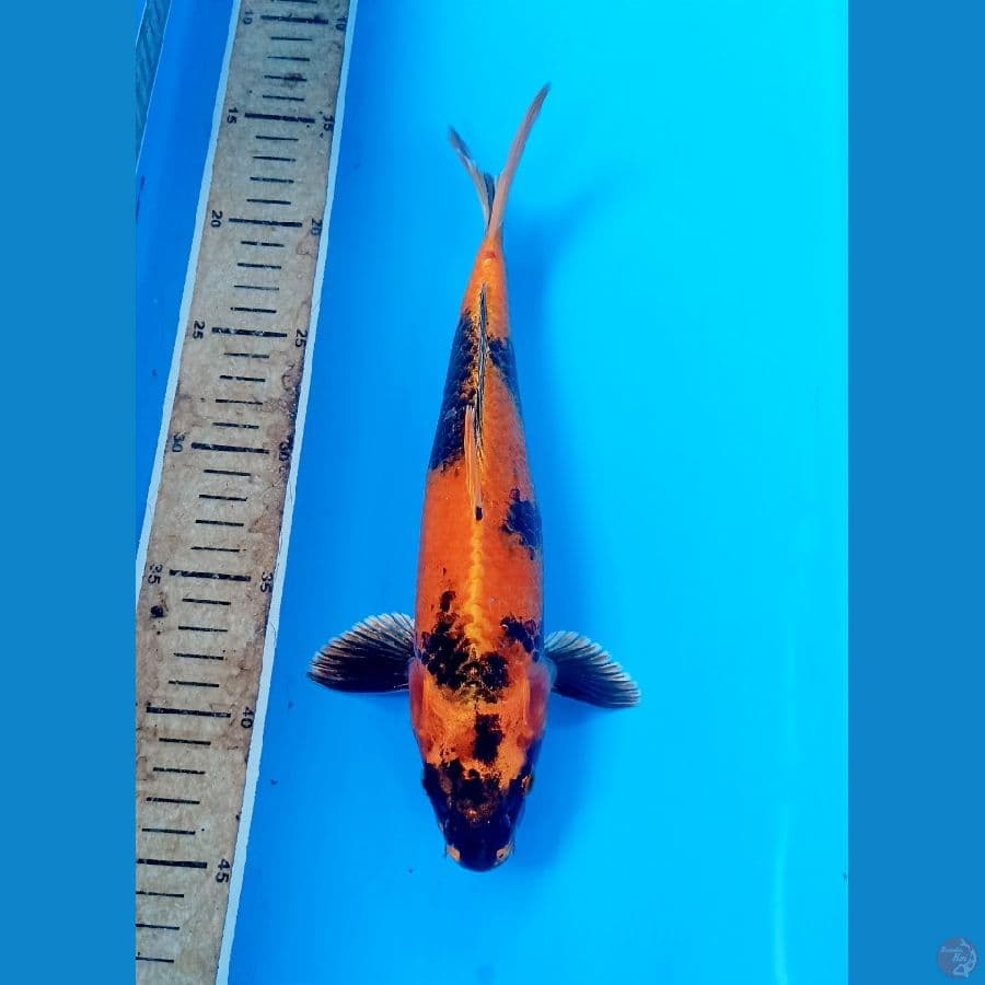 Hi utsuri Hikari29cm
