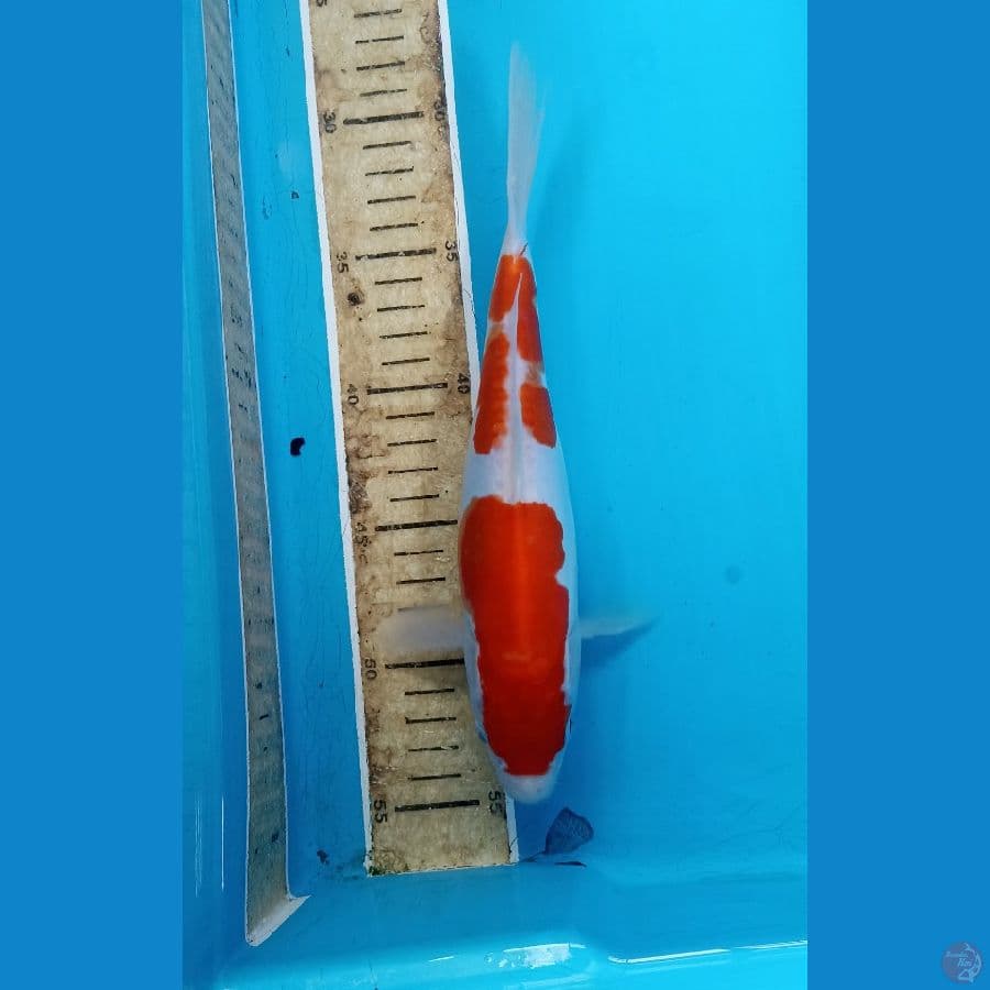 Kohaku doit 25cm