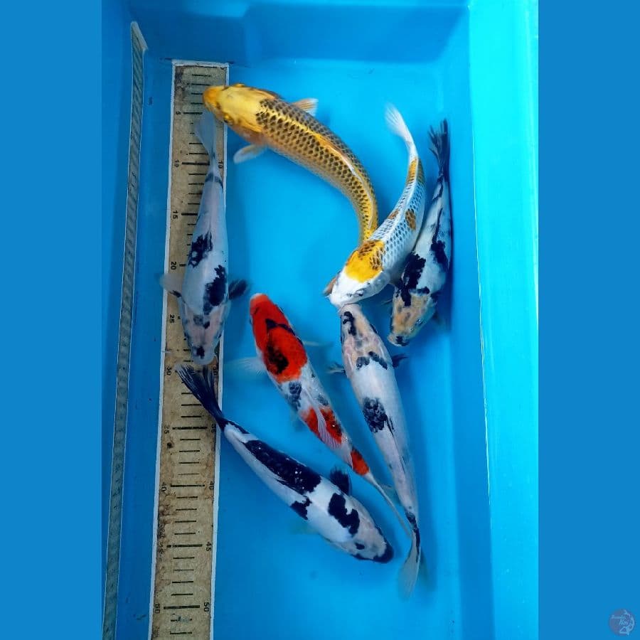 Paket 22/27cm
