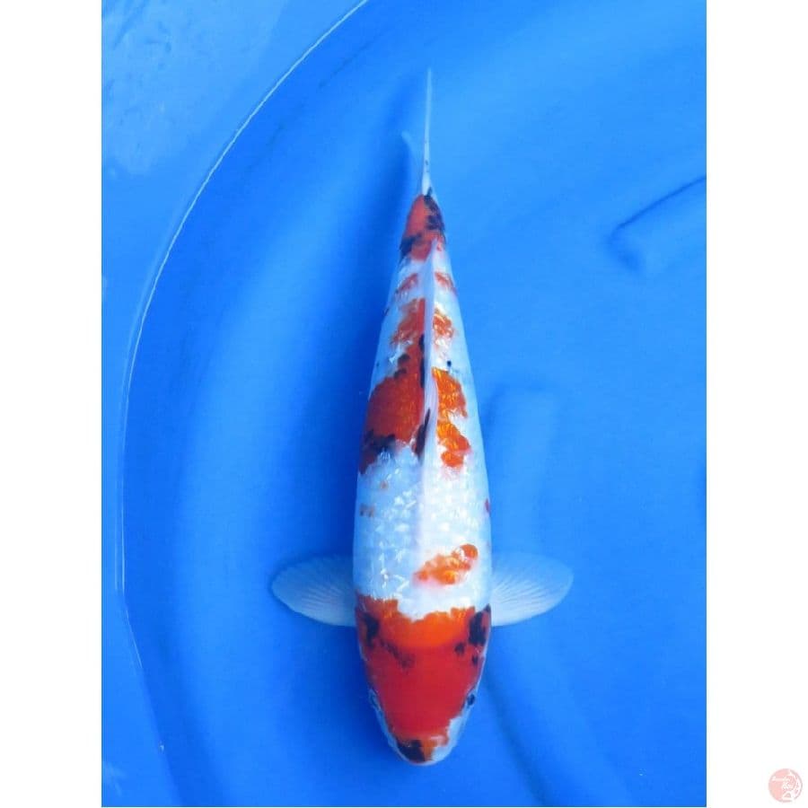 Male Showa Ginrin , 47cm