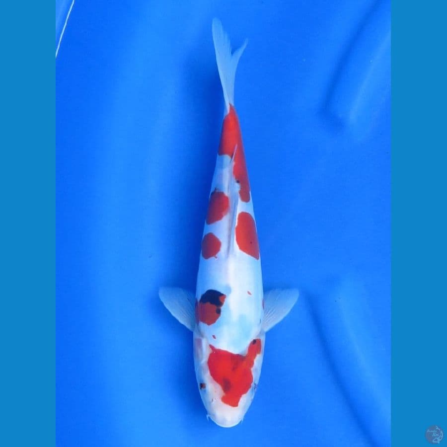 32cm - Tategoi Doitsu Murni Showa