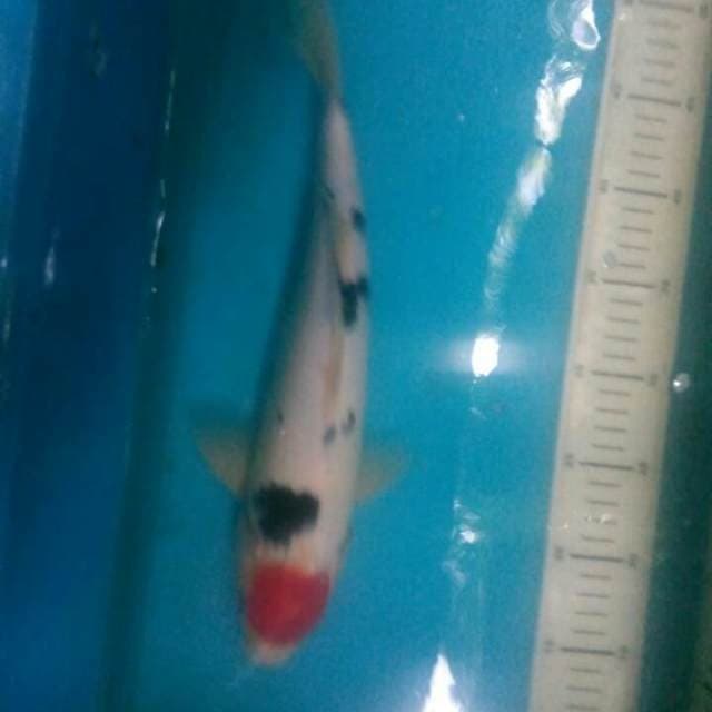 Tancho.size.30cm