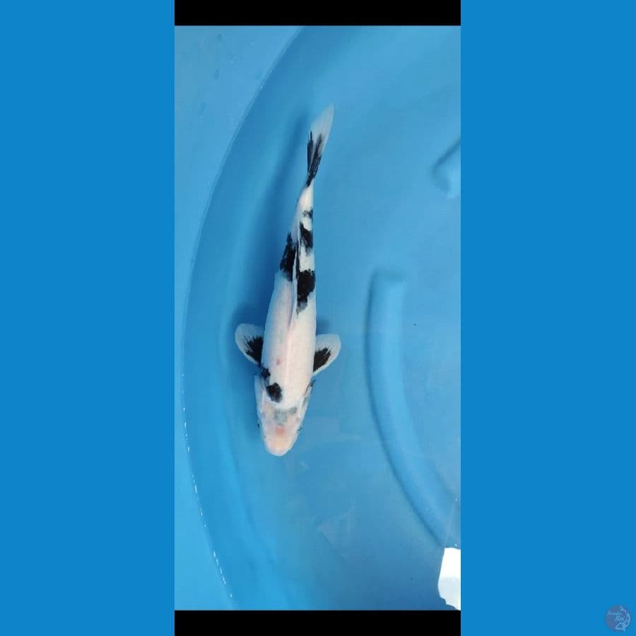 shiro putih bersih 35 cm famale