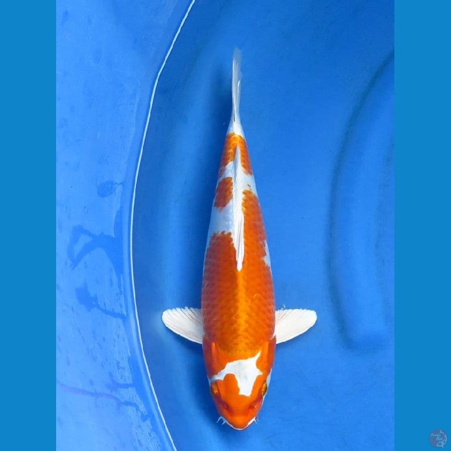  36cm , SQ Kin Khusui 