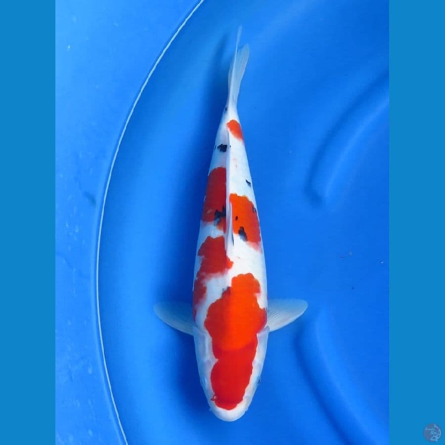42cm - Evoluiton Sanke F1 