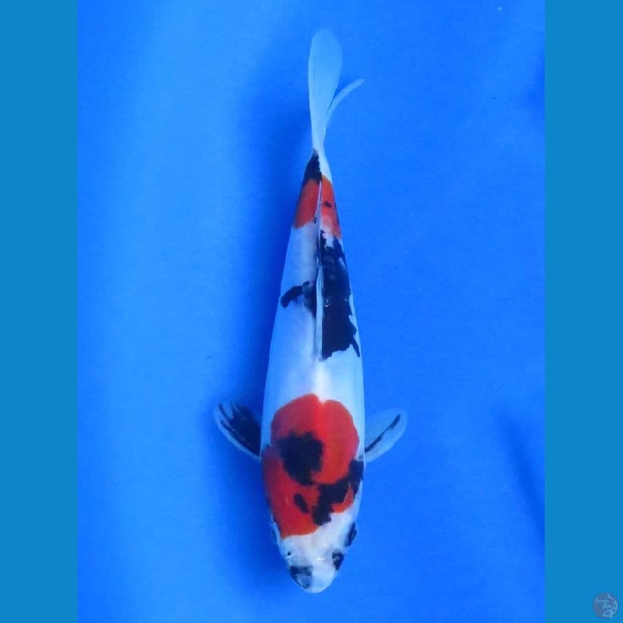 24cm , F1 Kindai Doitsu Showa 