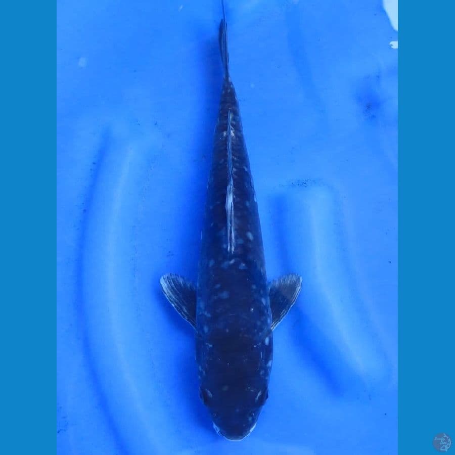 32cm - Karashu jantan 