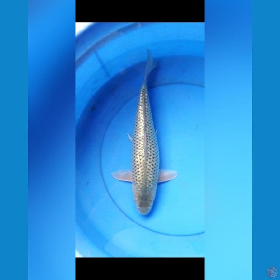 Soragoi ginrin 37 cm