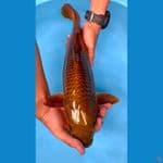 CHAGOI 45CM