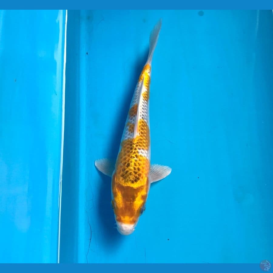 hariwake 20cm