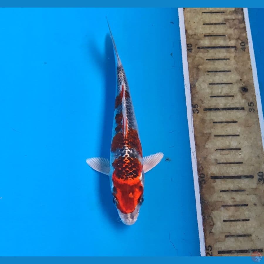 red kujaku 15cm