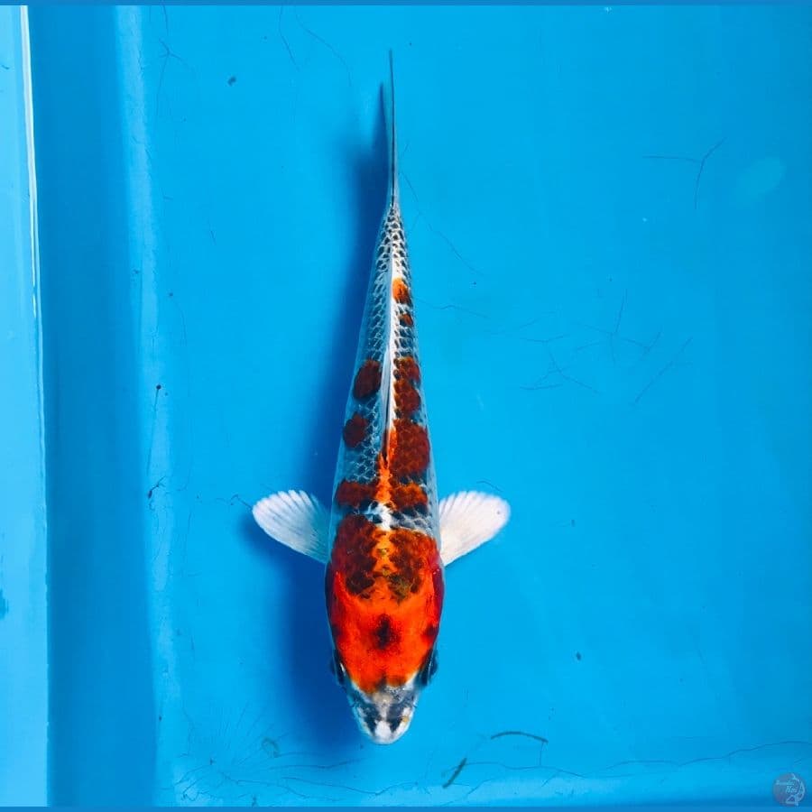 red kujaku 15cm