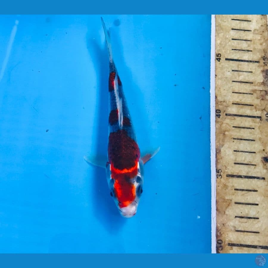Goshiki 15cm