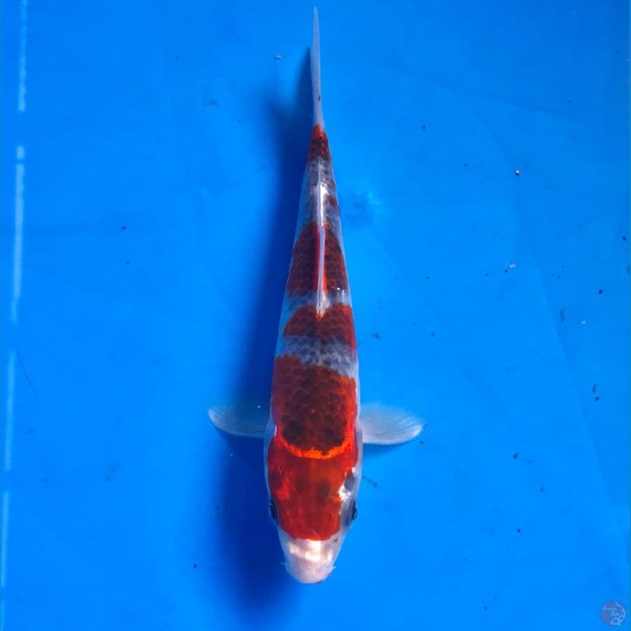 goshiki 17cm