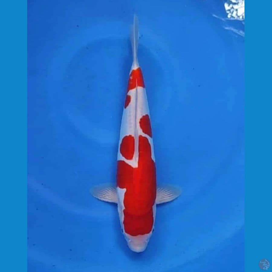 Doitsu Murni 35 Male