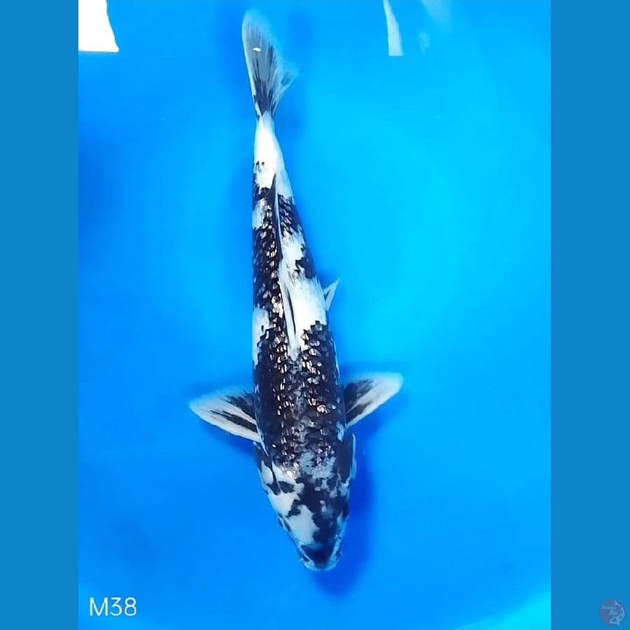 Kingindrin B 38 Male