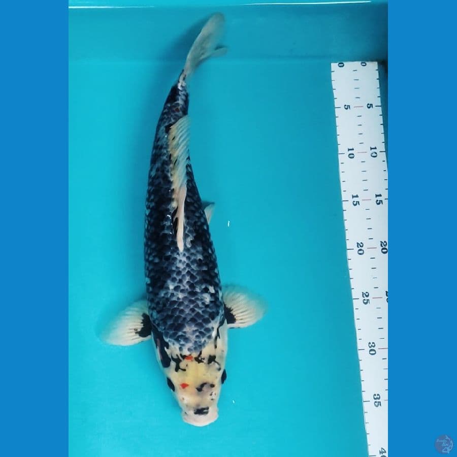 suminagasi 41cm