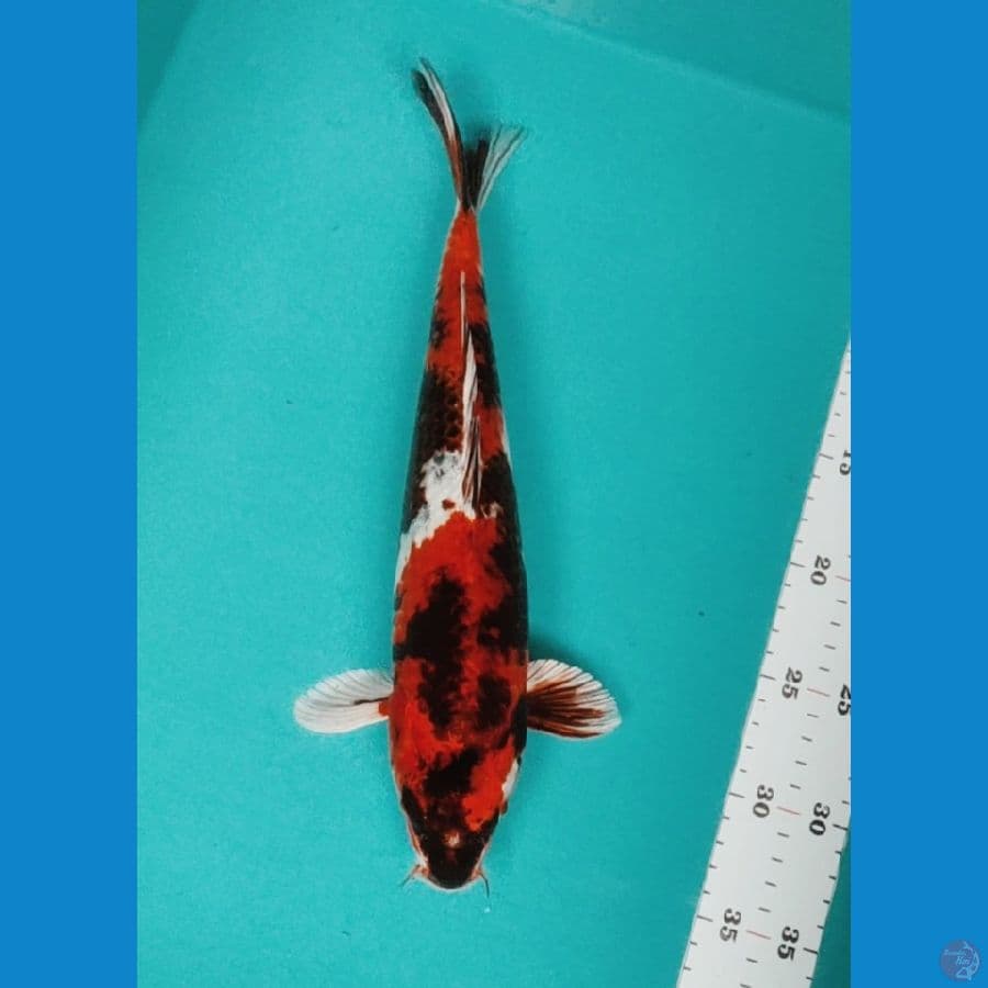 KIN SHOWA 33CM FM