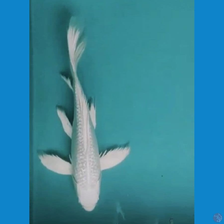 KUMPAY PLATINUM GINRIN 32CM