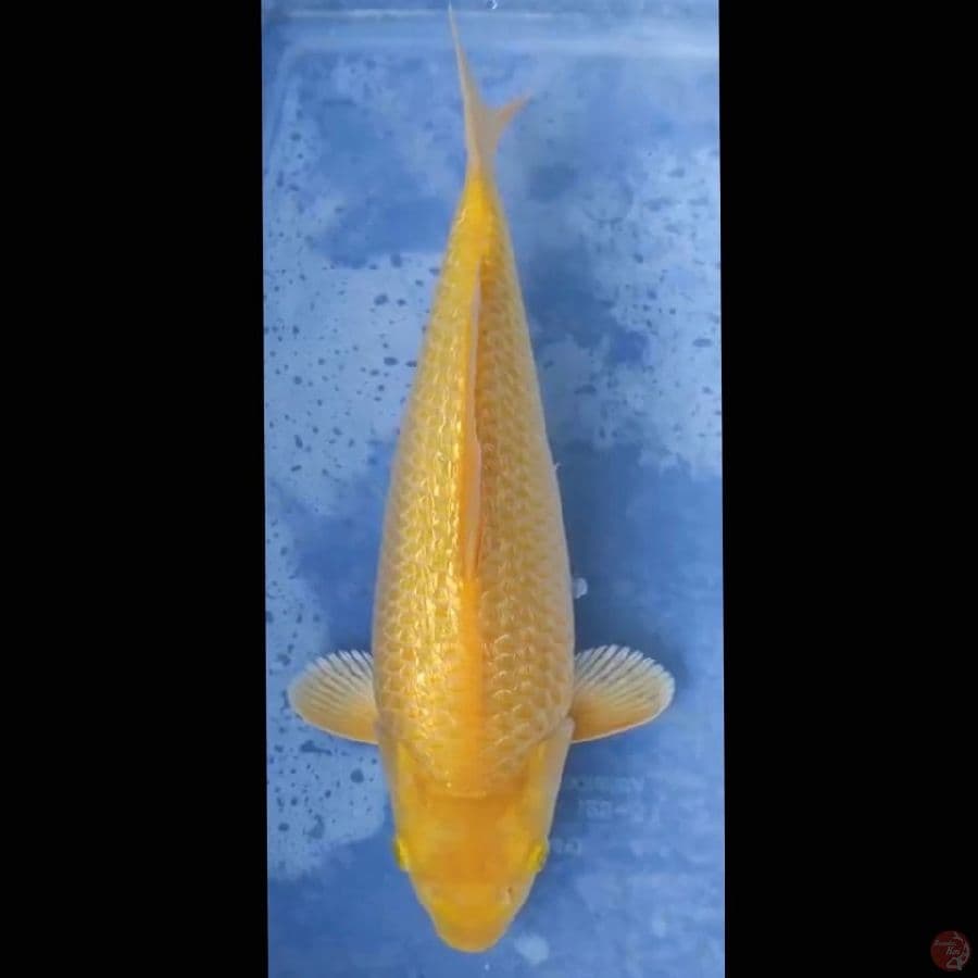 karasi ginrin 36 cm