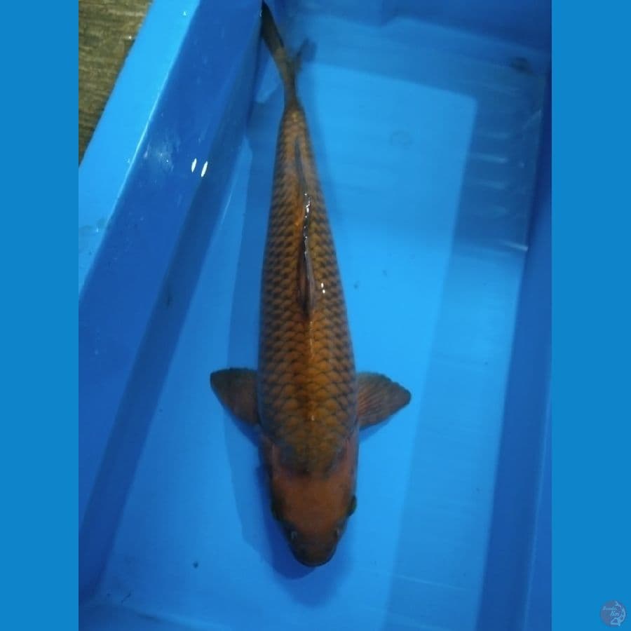 Chagoi 45cm Male munuk