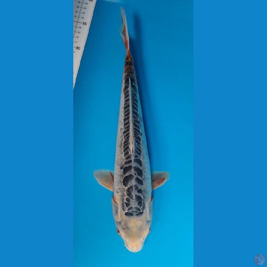 shusui 40cm