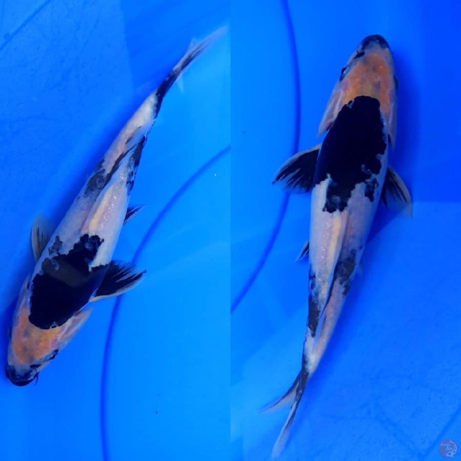 shiro hitam pekat halus m23