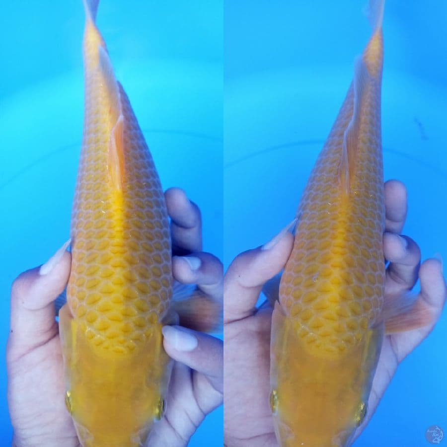 karasi corn M 28