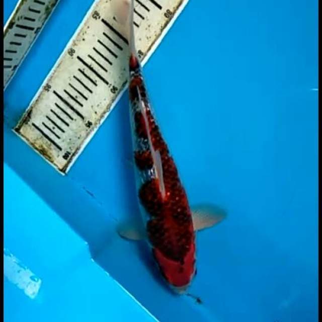 Gosiki.size.30cm