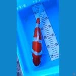 kohaku doitsu 32 cm