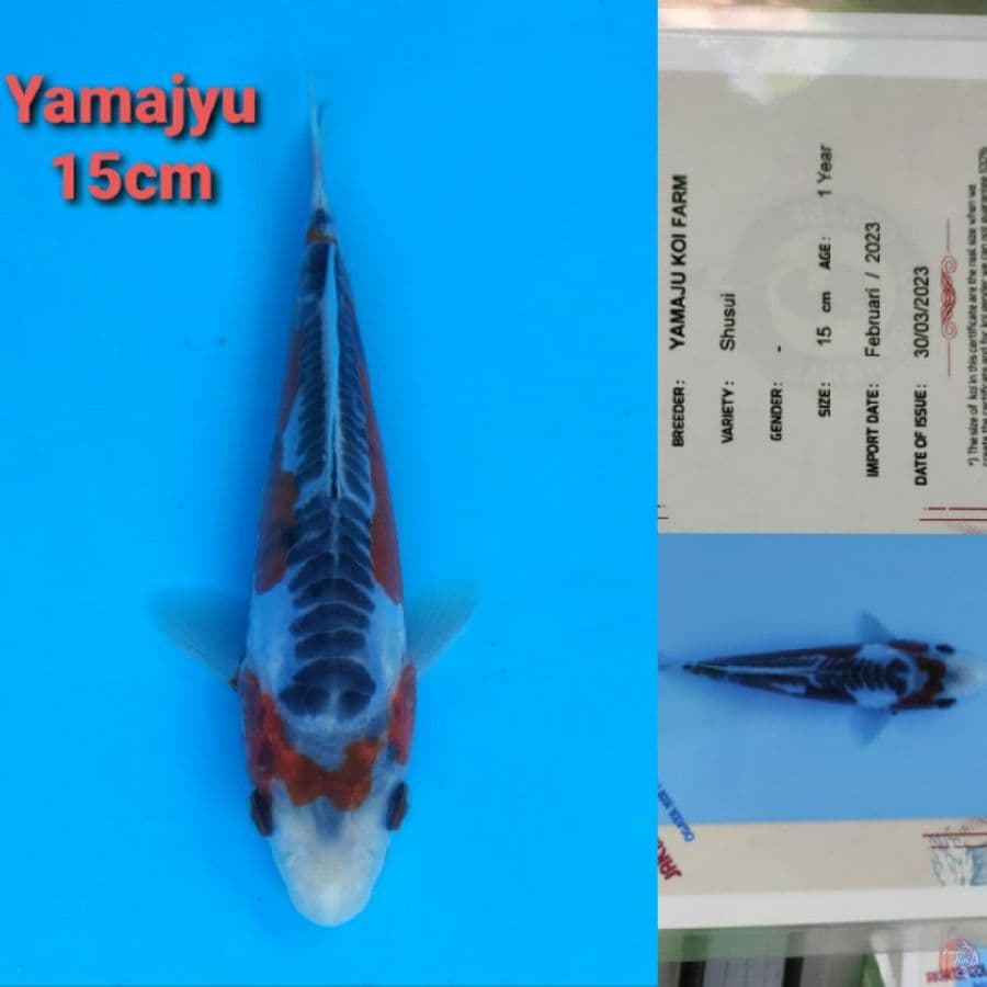 YAMAJYU SHUSUI 15CM SERTI